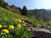 Laghi Gemelli dalle Baite di Mezzeno, fiori, stambecchi e ancora neve (4giu21) - FOTOGALLERY